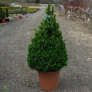 Krušpán drobnolistý (Buxus microphylla) ´FAULKNER´ - výška 90-100cm, kont. C18L - KORNÚT